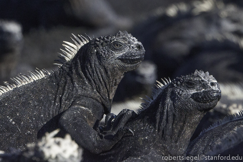 galapagos iguanas